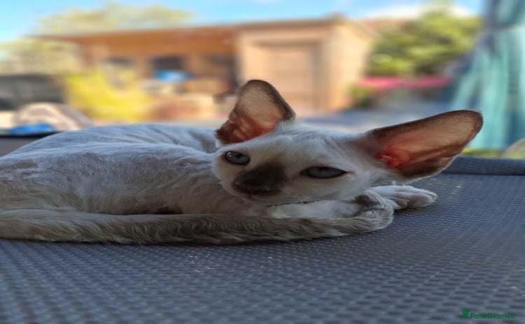 Devon Rex cats - Advert 1