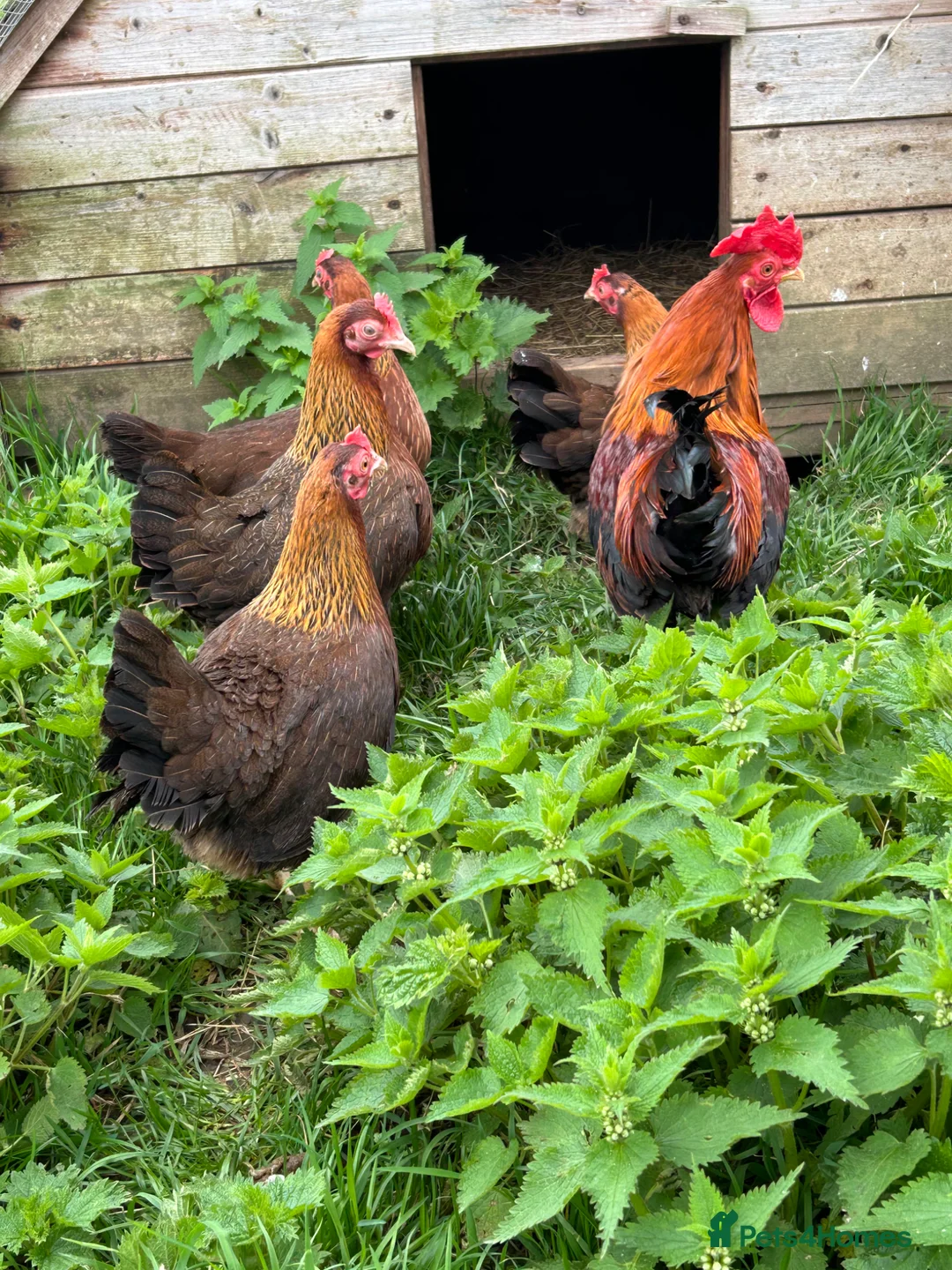 Chickens poultry for sale: Welsummer Bantams  - Advert 2