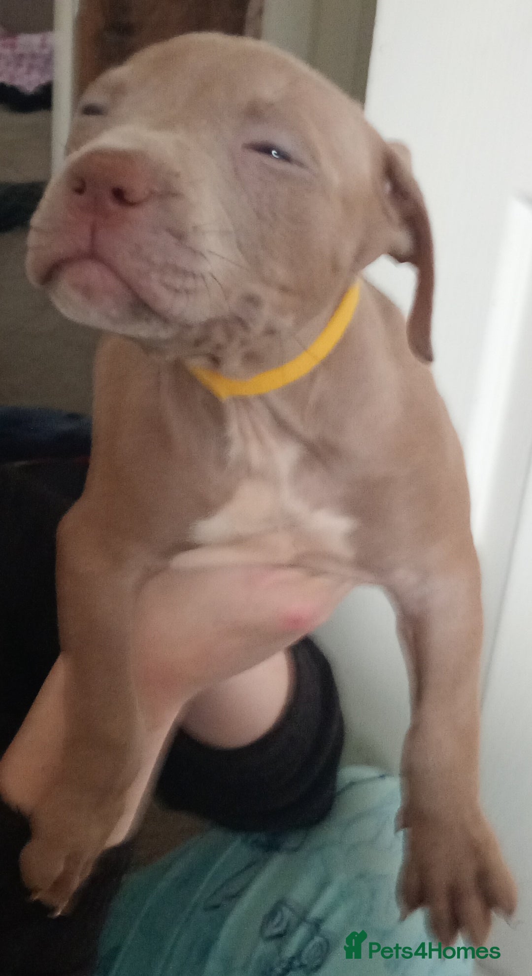 Mixed Breed dogs for sale: Cane corso x Irish Staffy Pups - Image 5