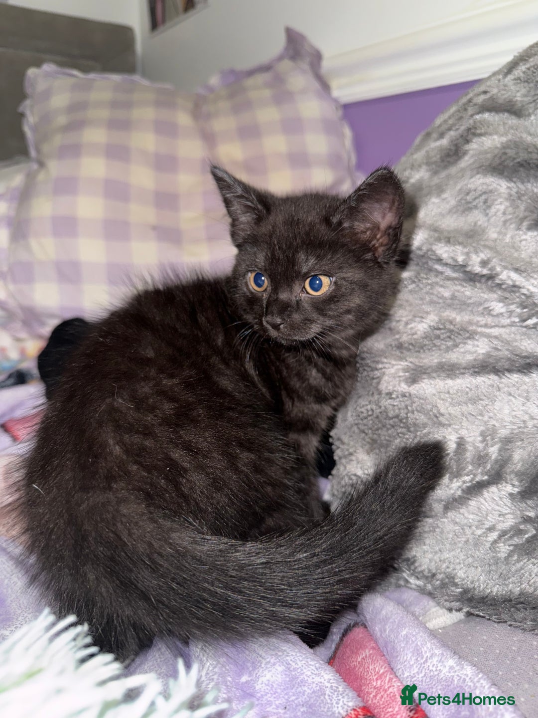 British Shorthair cats for sale: Beautiful British Shorthair Cross Kittens - Advert 19