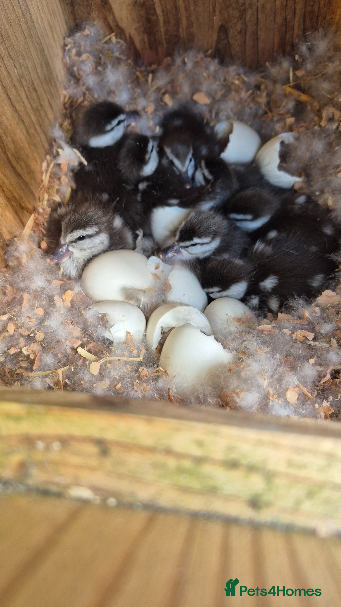 Ducks poultry Friendly Ringed Teal Ducklings - Advert 2