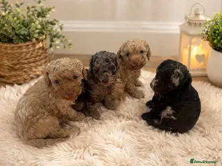 Cockapoo dogs Stunning F1b cockapoo puppies ready in 2 week - Advert 1