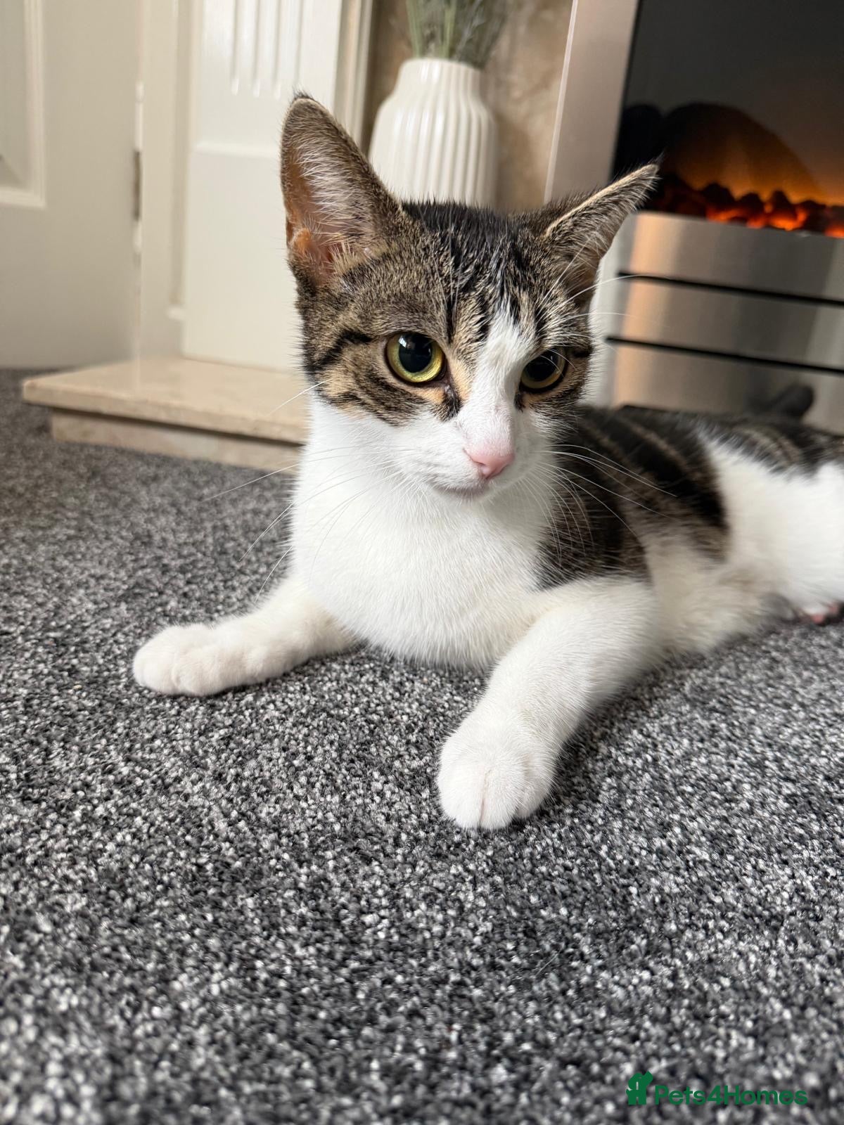 Domestic Shorthair cats 2 year old female cat  - Advert 2