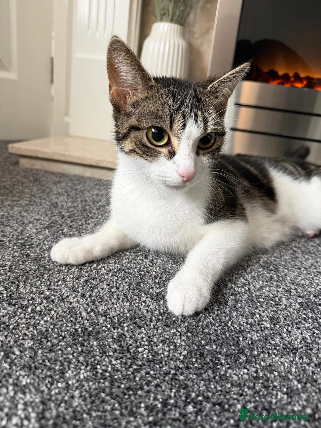 Domestic Shorthair cats for sale: 2 year old female cat  in Rotherham - Advert 1