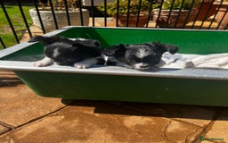 Chihuahua dogs for sale: 3 Long Coat Parti Boys - Image 10