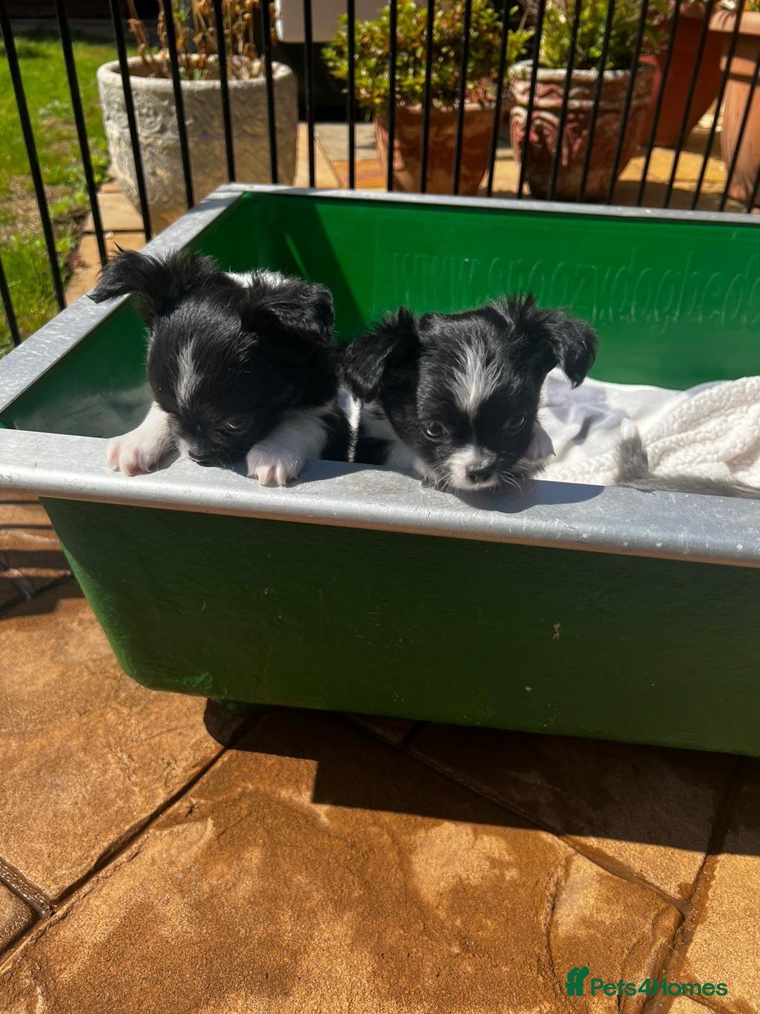 Chihuahua dogs for sale: 3 Long Coat Parti Boys - Image 10