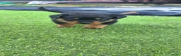 Rottweiler dogs for sale: rottweilers... - Advert 5