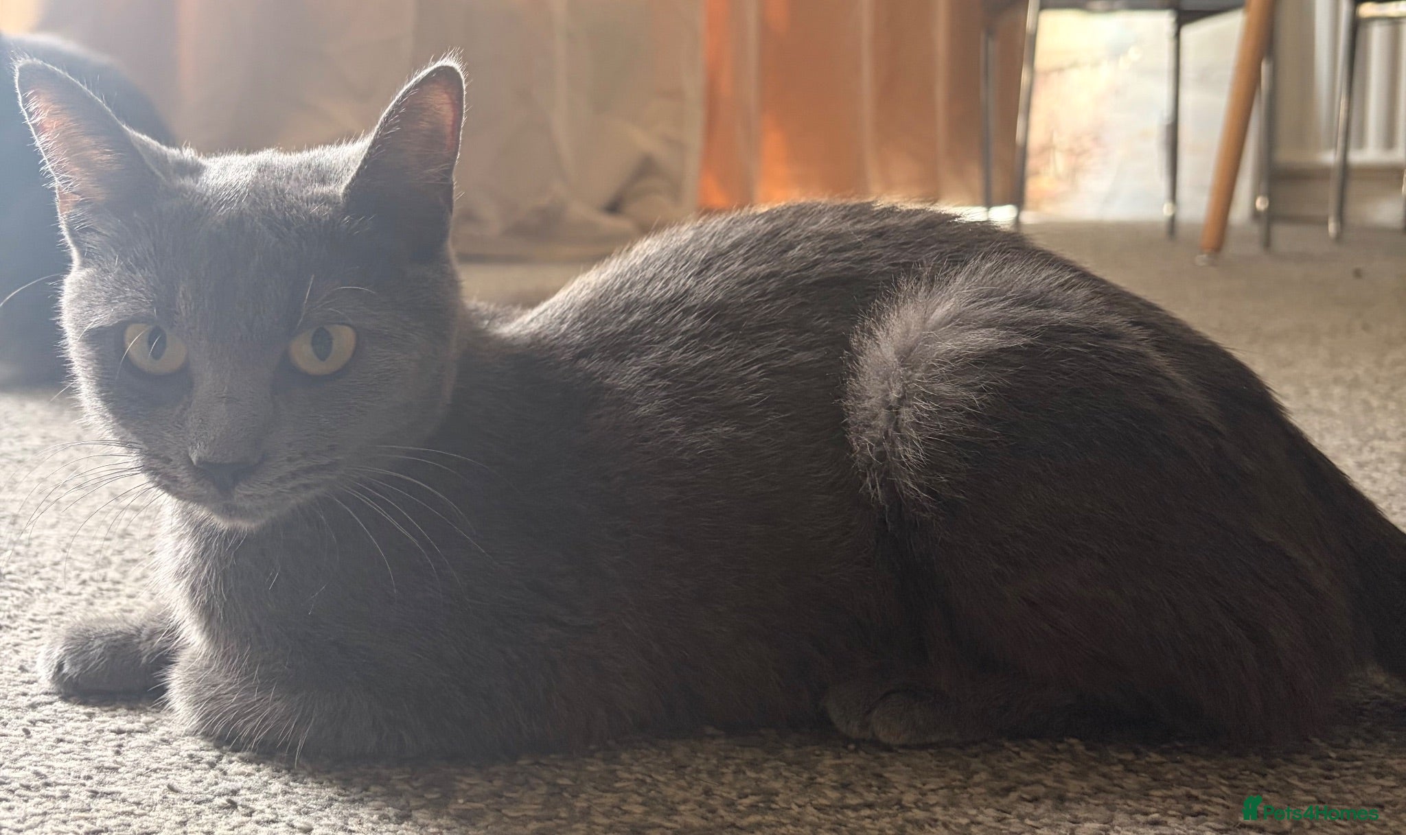 Russian Blue cats 6 Gorgeous Russian Blue × Siamese Kittens - Advert 7