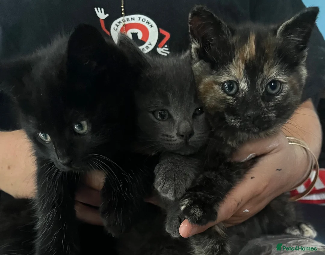 Mixed Breed cats for sale: Kittens  - Advert 2