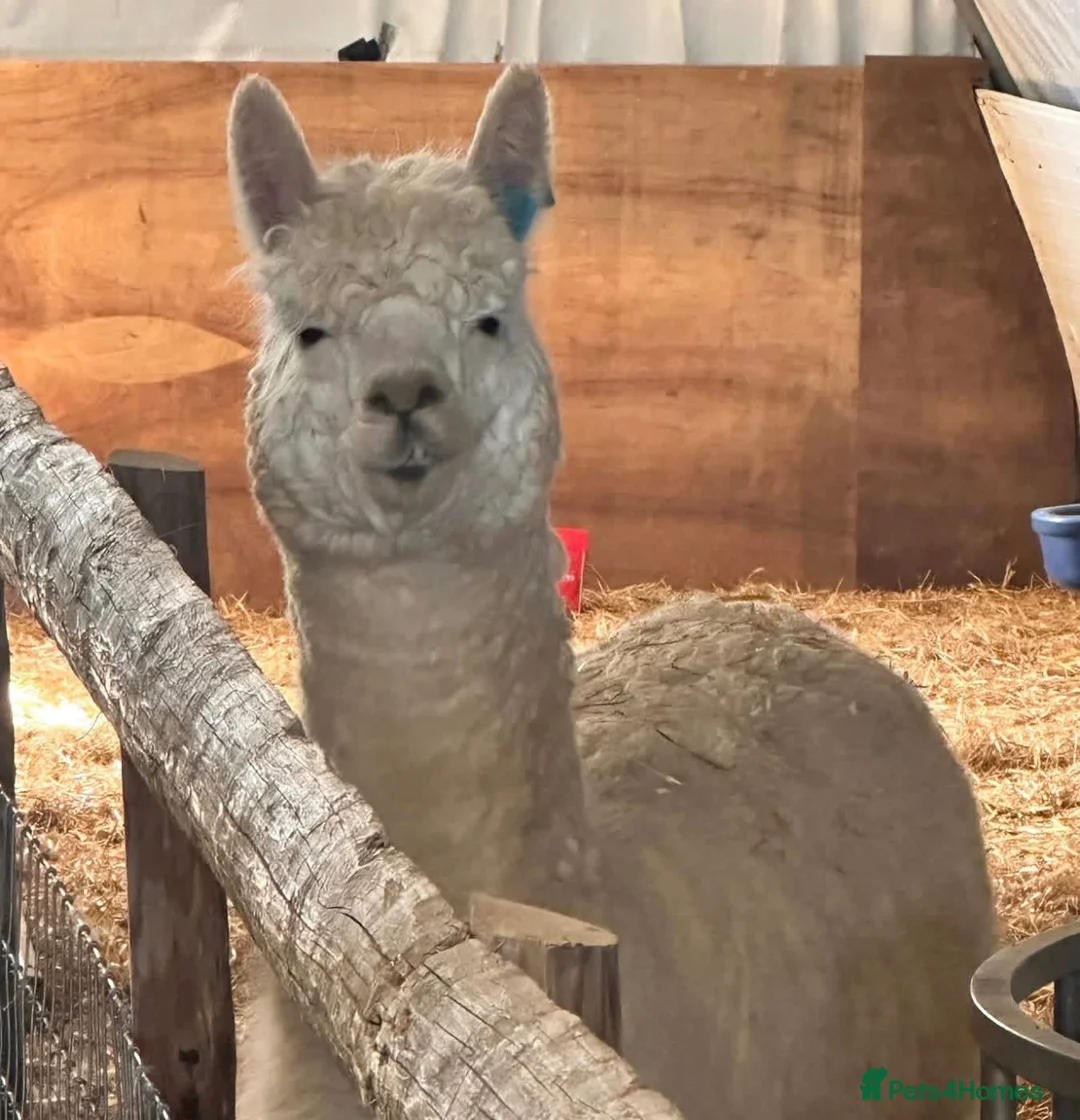 Alpaca livestock for sale: 2 male alpacas looking for a new home  in Dover - Advert 2