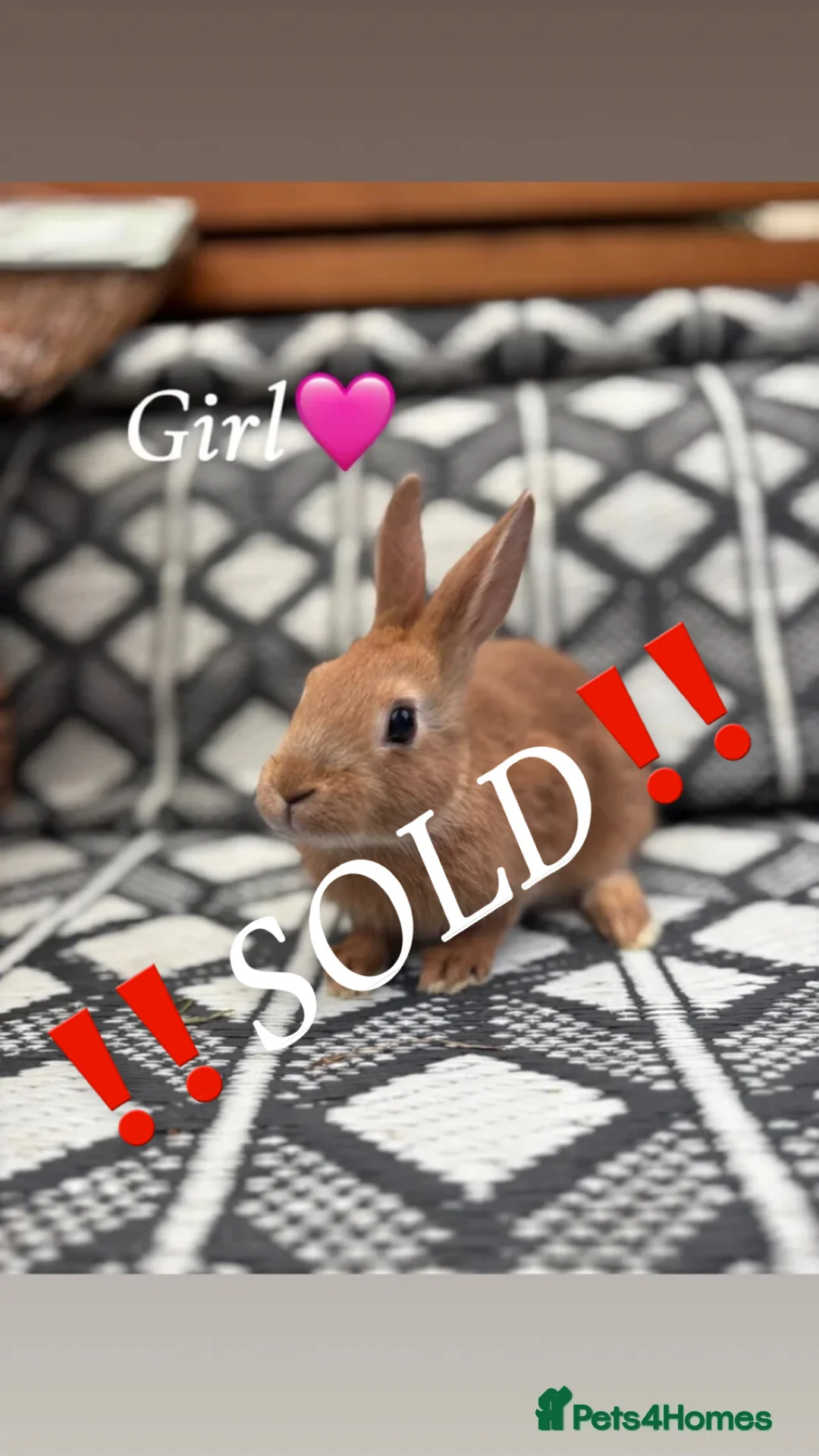 Mixed Breed rabbits for sale: Belgian hare x 3/4 Belgian hare (gorgeous babies)  - Advert 8