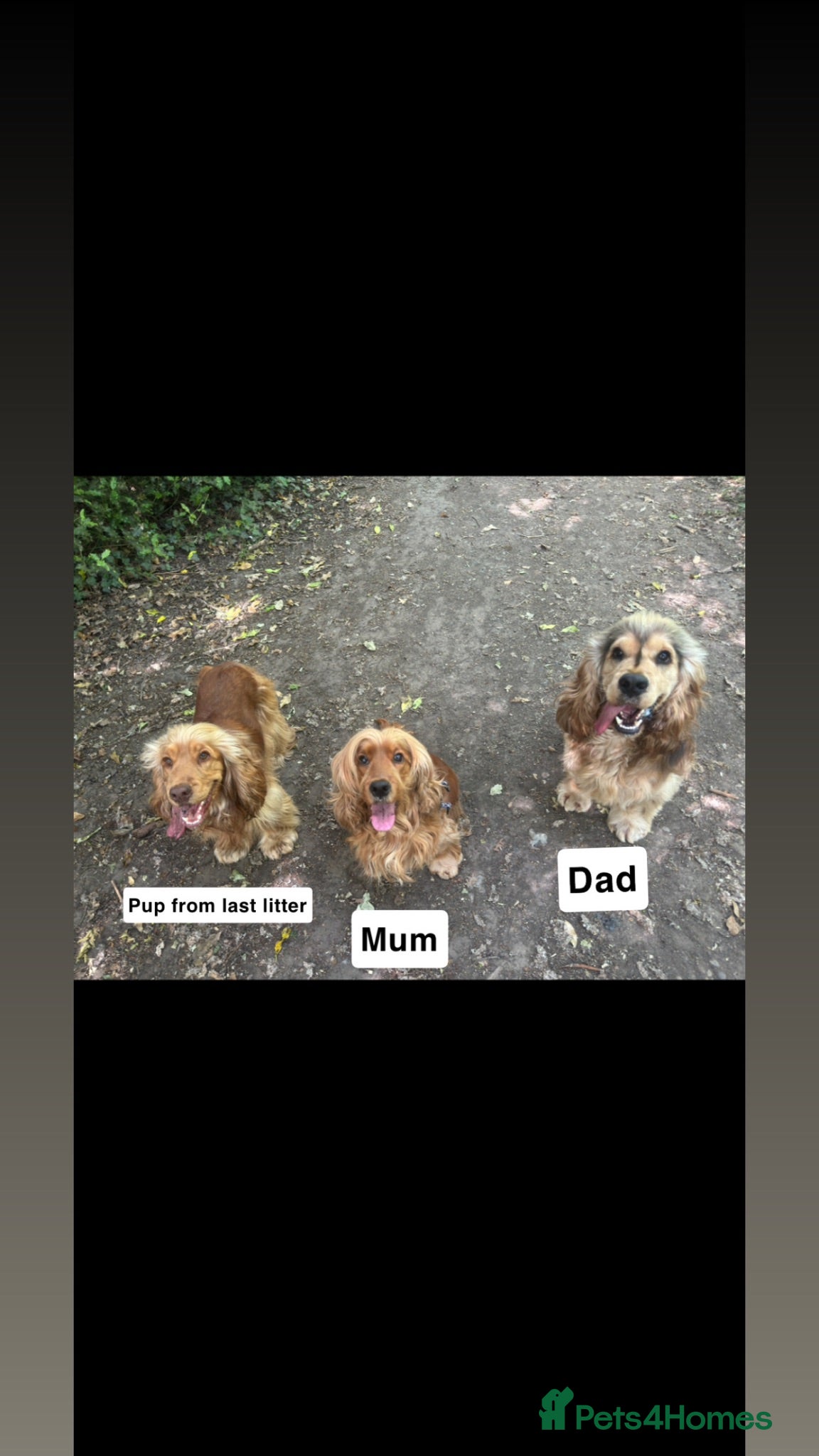 Cocker Spaniel dogs 10 Adorable Show Cocker spaniels - Advert 1