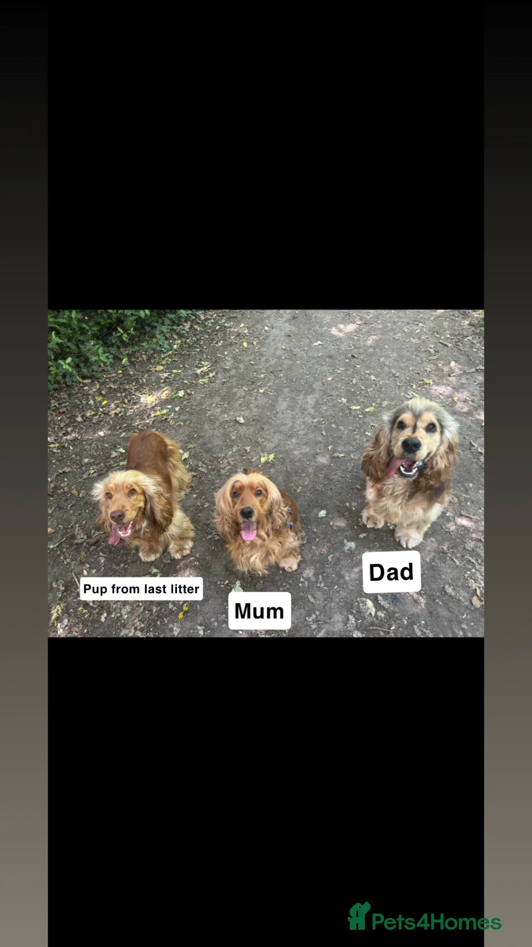 Cocker Spaniel dogs for sale: 10 Adorable Show Cocker spaniels in Billericay - Advert 1