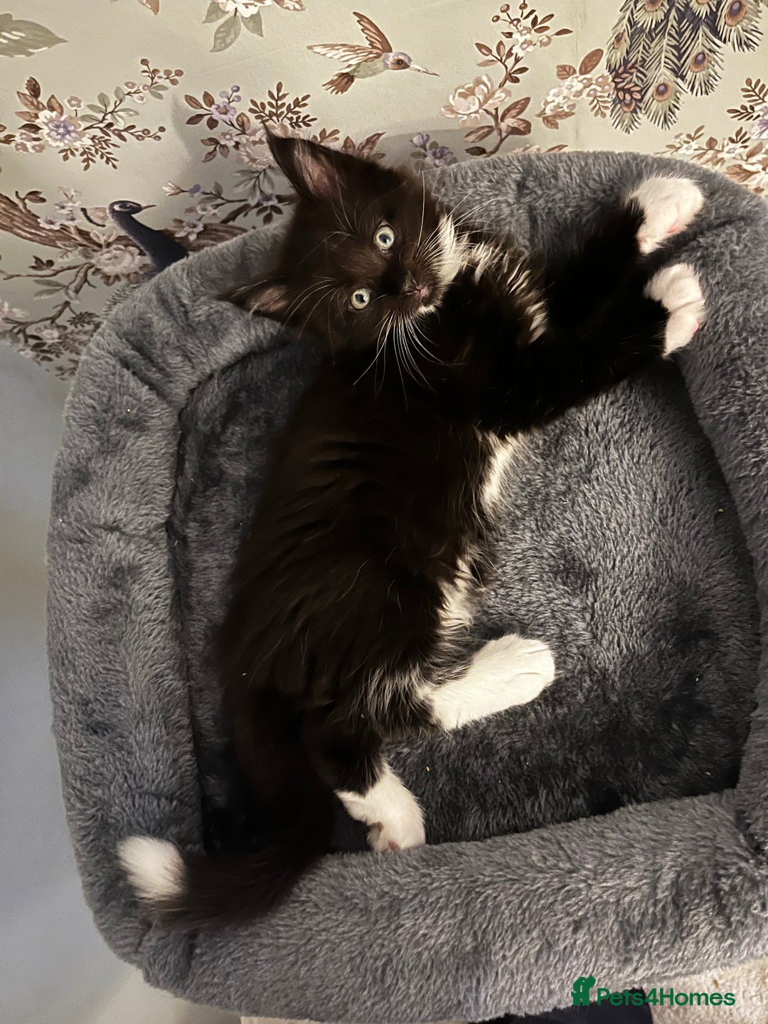 Maine Coon cats for sale:  Pedigree Maine Coon kittens - Advert 5