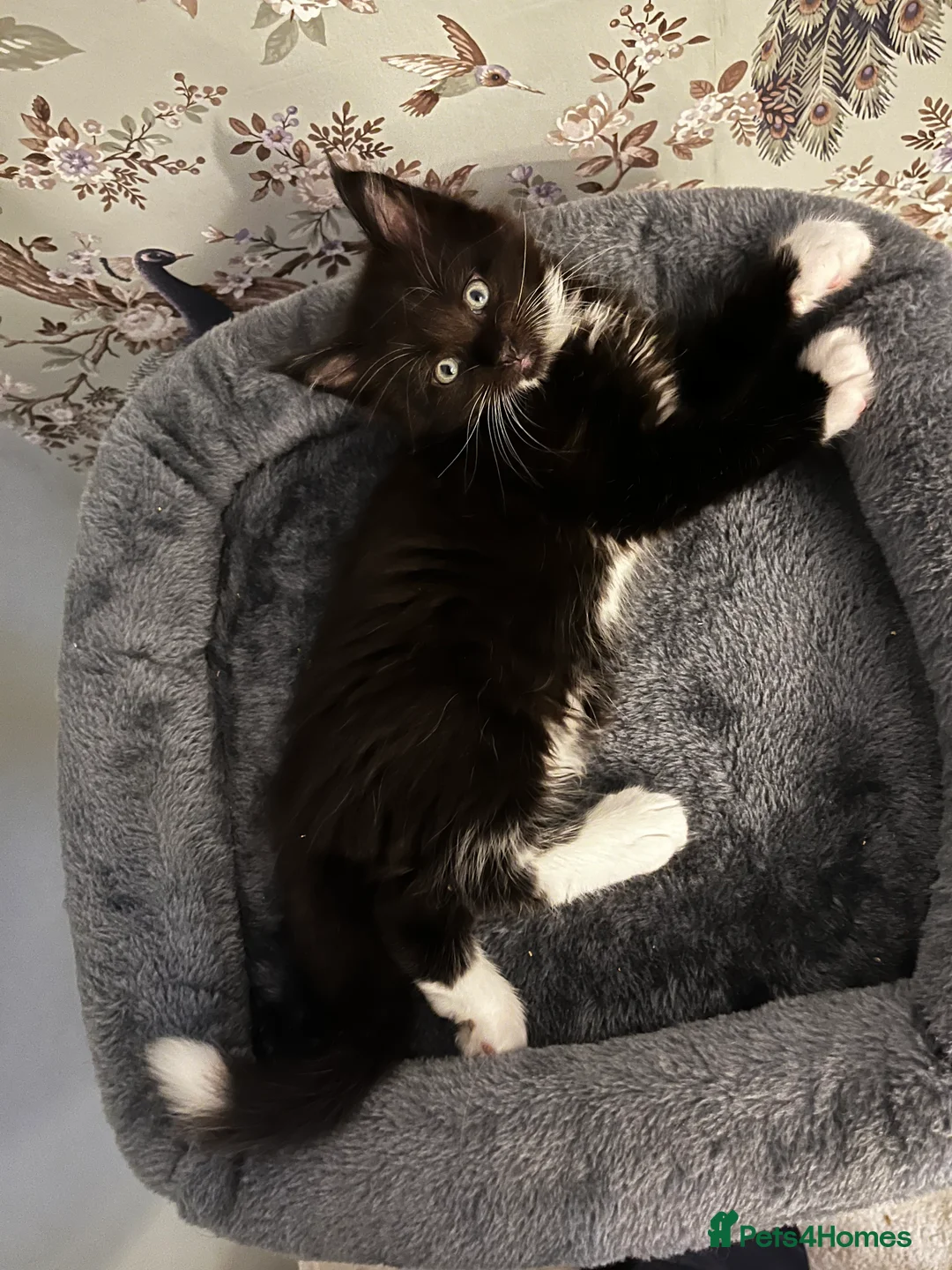 Maine Coon cats for sale:  Pedigree Maine Coon kittens - Advert 5