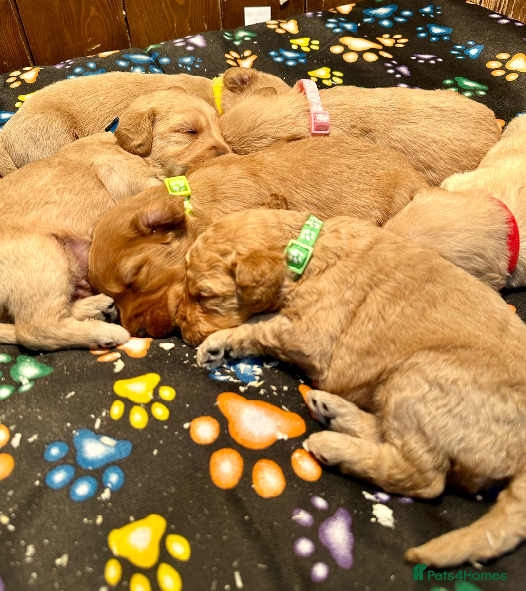 Labradoodle dogs for sale: Miniature Labradoodles from experienced breeder  - Advert 6