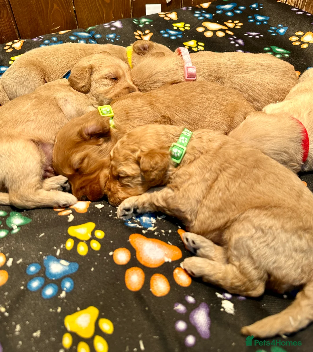 Labradoodle dogs for sale: Miniature Labradoodle from experienced breeder  - Advert 7