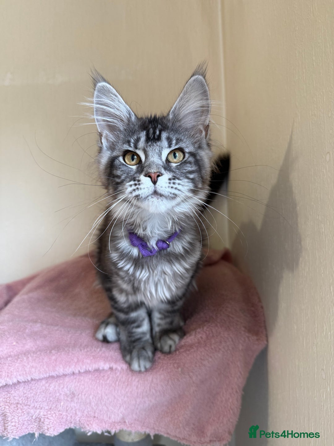 Maine Coon cats for sale: Pedigree GCCF Russian Import line Maine Coons - Image 24