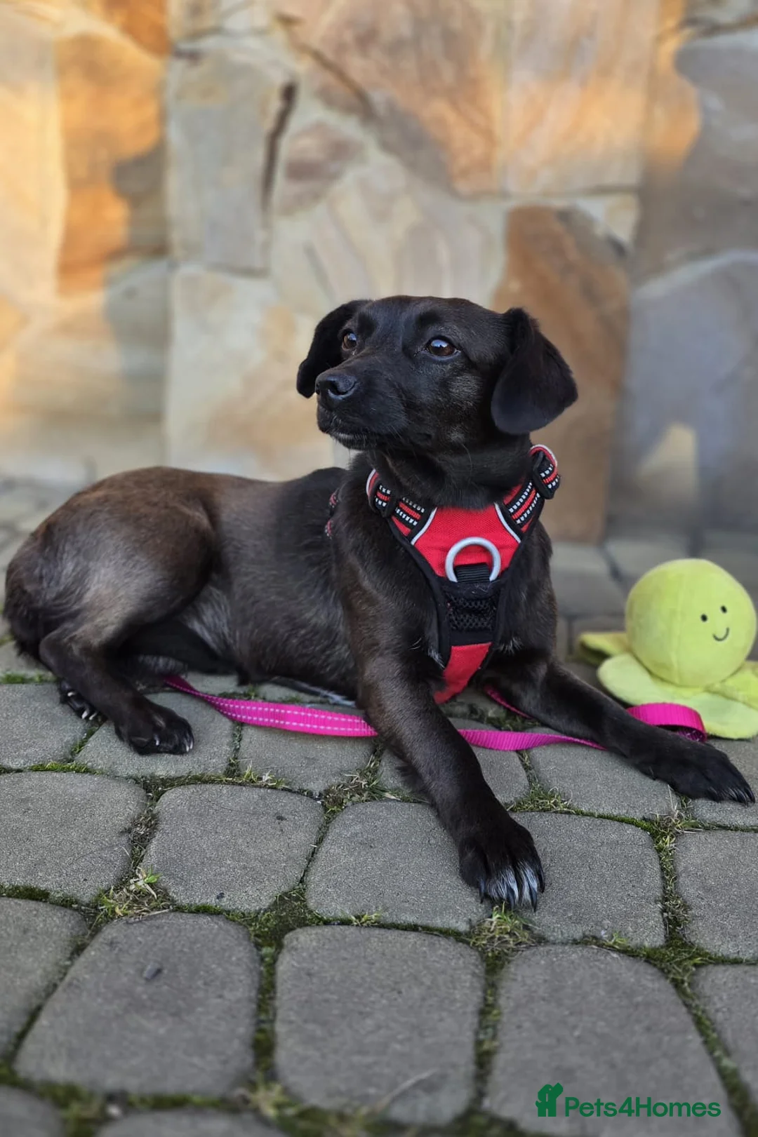 Mixed Breed dogs for adoption: ❤️AMI❤️– Small, Gentle and Full of Quiet Love in Oxford - Advert 1