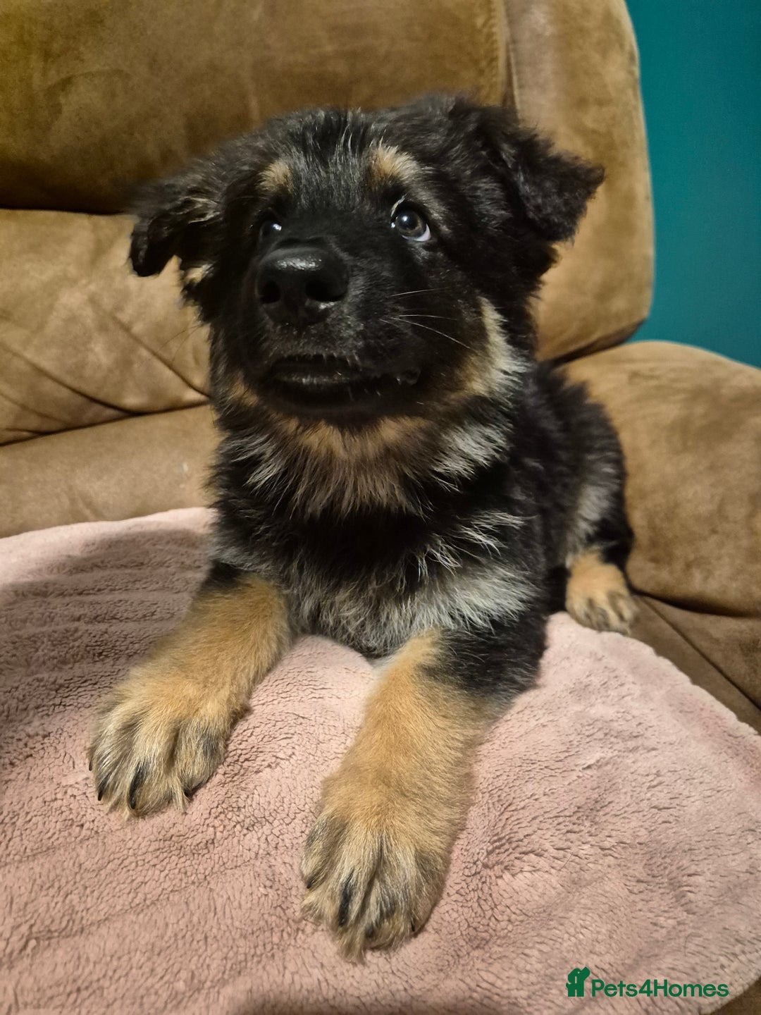 German Shepherd dogs for sale: Ready Now-KC, health Tested German Shepherd Pups - Image 14