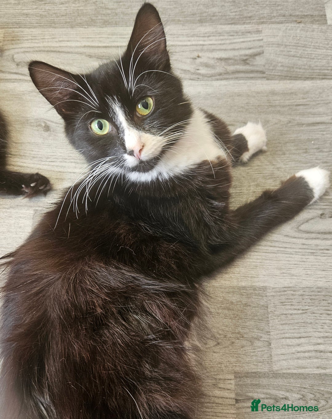 British Longhair cats for sale: Part ragdoll kittens - Image 4
