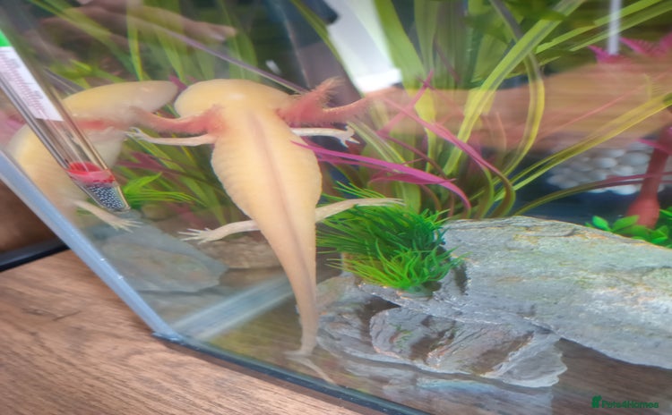 Axolotl reptiles - Advert 1
