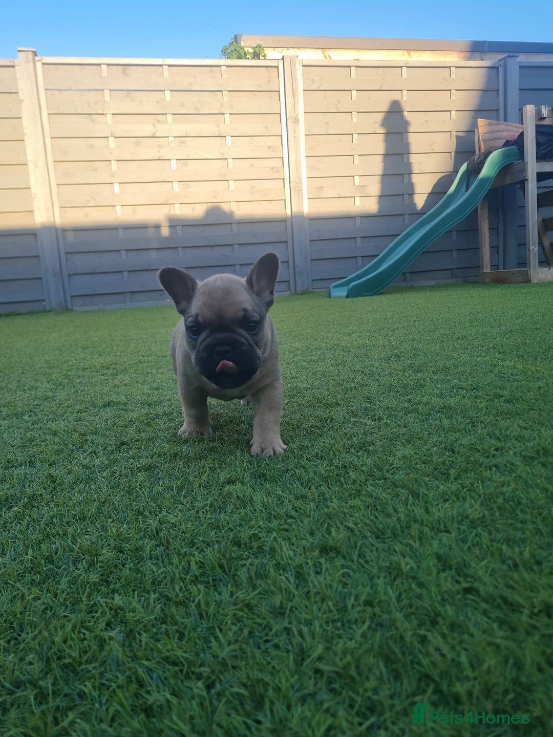 French Bulldog dogs for sale: French Bulldog puppies - Image 18