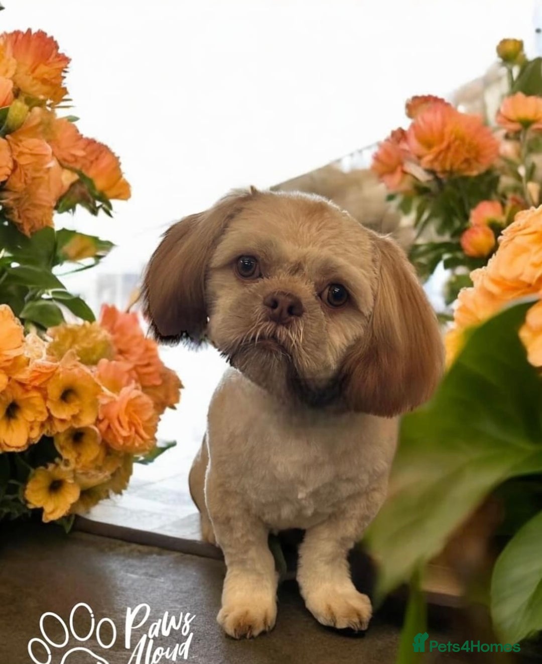 Shih Tzu dogs for stud: Shih Tzu for stud - Image 3