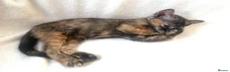 Burmese cats for sale: Cuddly Cream boy & Two beautiful Black Torties - Advert 33