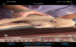 American Bully dogs for sale: Pocket bullies  - Image 3