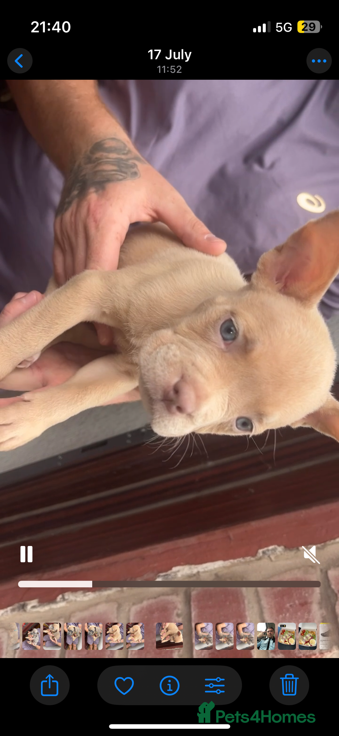 American Bully dogs for sale: Pocket bullies  - Image 3