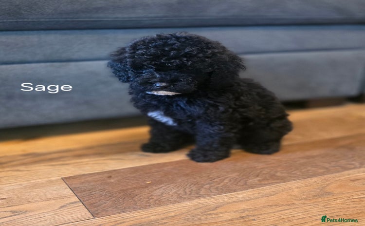 Cavapoo dogs - Advert 3