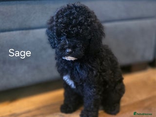 Cavapoo dogs - Advert 16