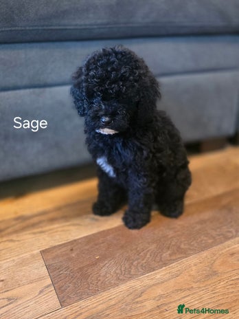 Cavapoo dogs - Advert 3