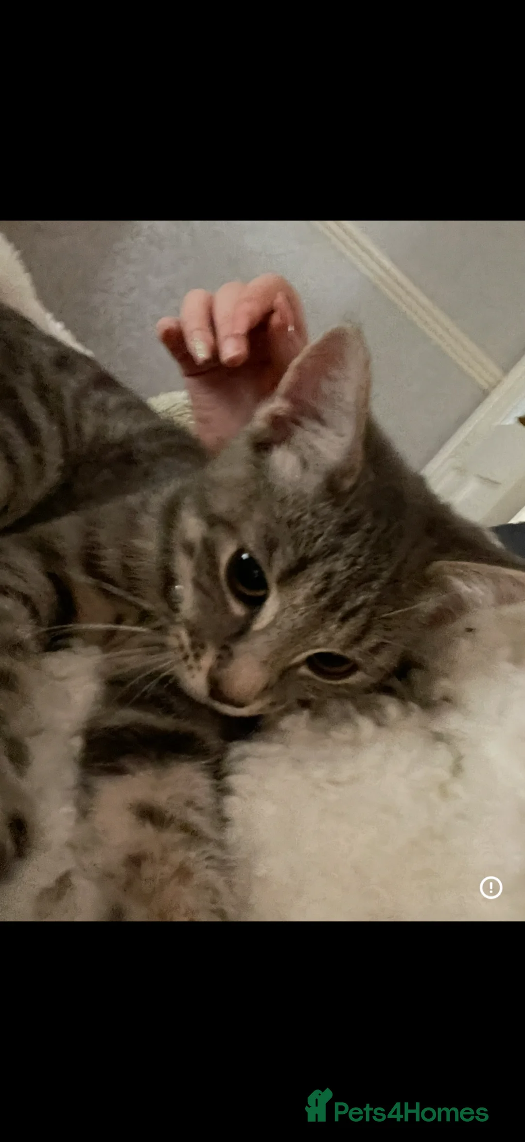 Mixed Breed cats for sale: Playful kittens  - Advert 14