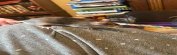 Mouse rodents for sale: Angora Baby Mice READY NOW - Advert 1
