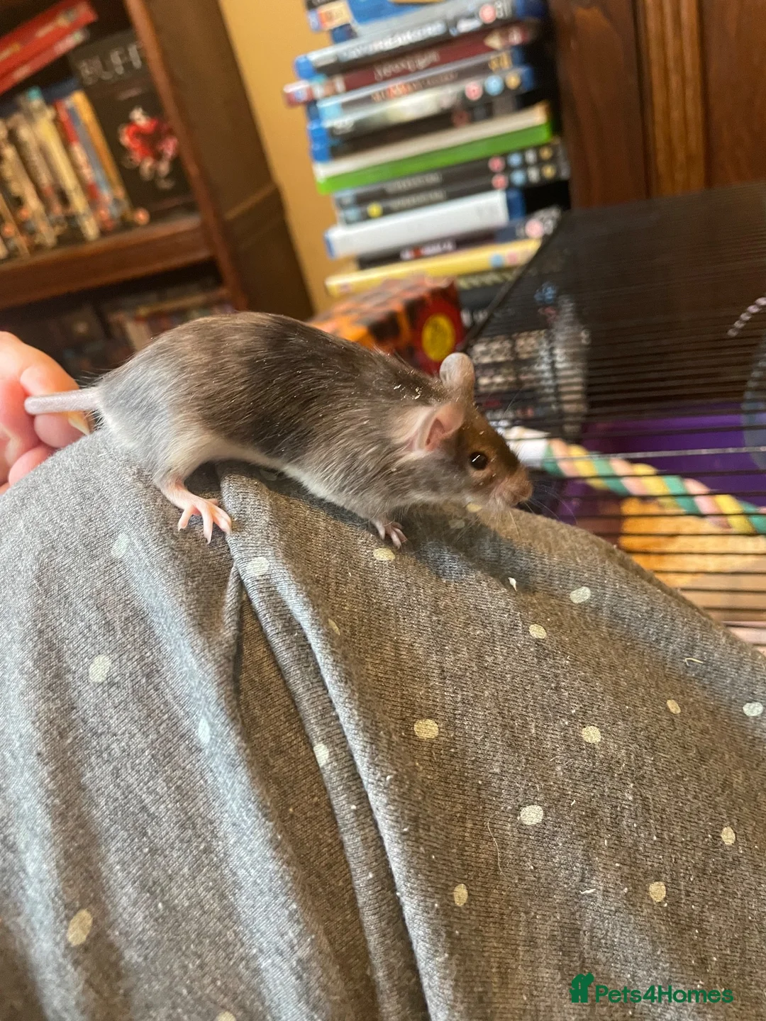 Mouse rodents for sale: Angora Baby Mice READY NOW - Advert 1
