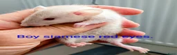 Rat rodents for sale: Beautiful litter of mixed rat babies  - Advert 3