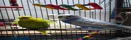 Budgerigars birds for sale: Budgies for sale in Mansfield - Advert 3