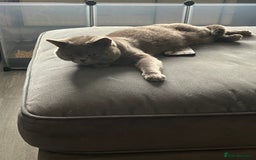 British Shorthair cats for sale: Beautiful British shorthair female kittens - Image 6