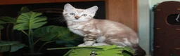 Bengal cats for sale: Beautiful TICA Registered Male Bengal Kittens - Advert 9