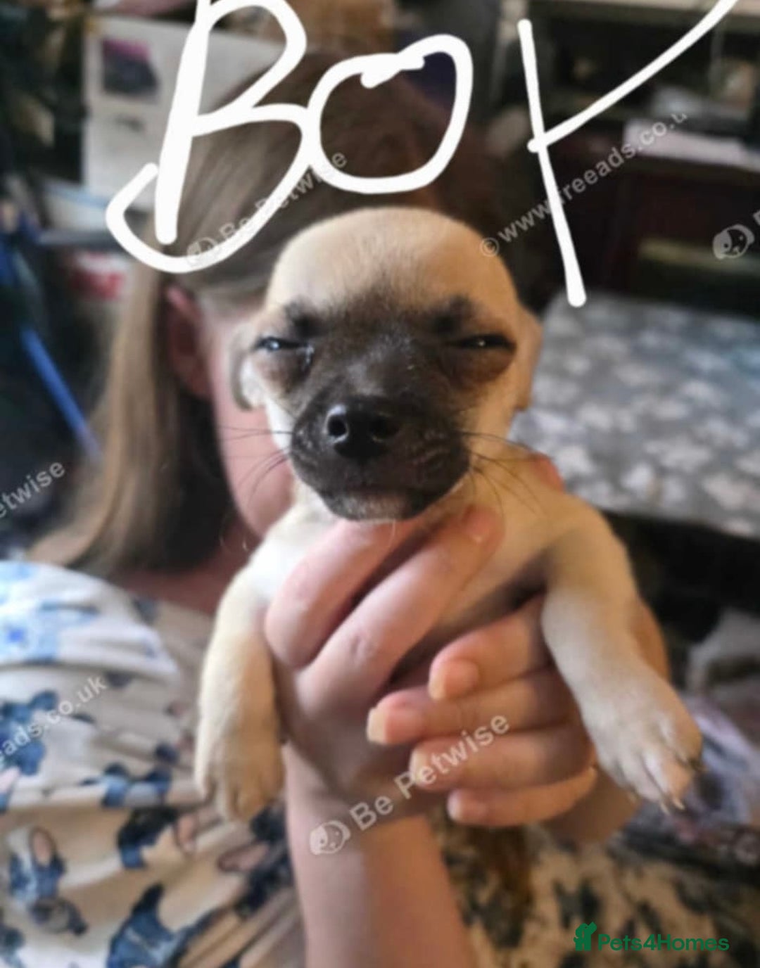 Chihuahua dogs for sale: chihuahua Pups (2months)  - Image 3