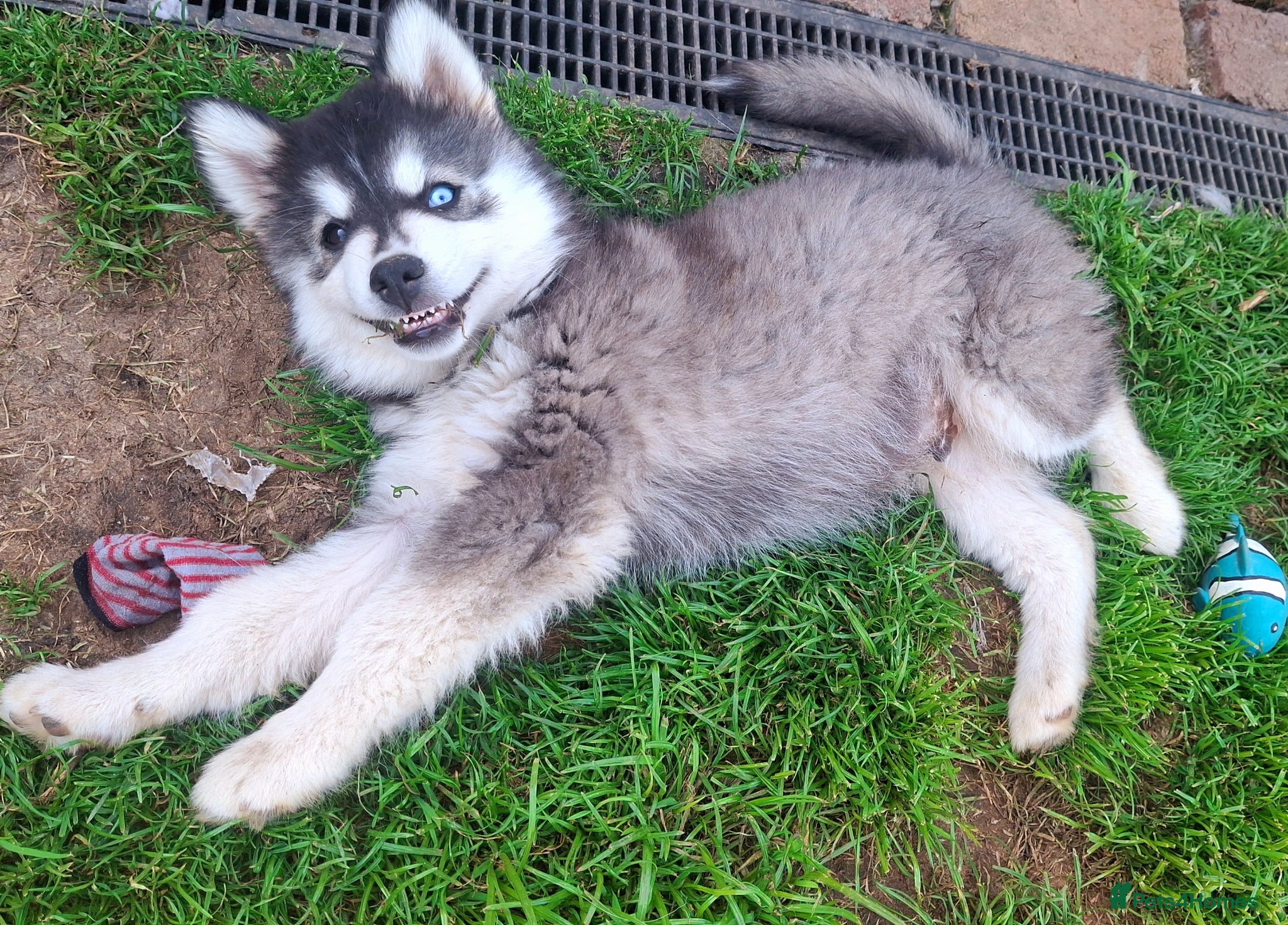 Pomsky dogs ❤️ B E A I T I F U L POMSKY PUPPIES READY NOW ❤️ - Advert 10