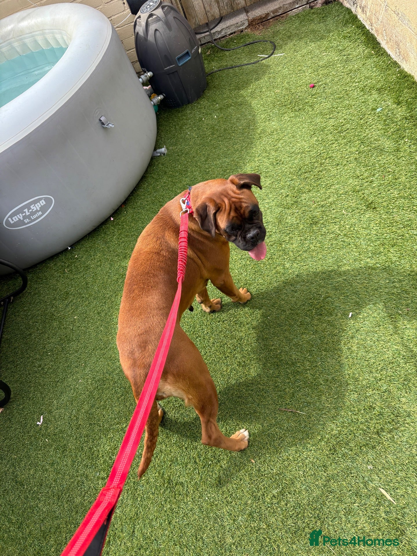 Boxer dogs Beautiful Bobtailed Boxer puppies - Advert 1