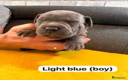 Staffordshire Bull Terrier dogs for sale:   Champion-KC.Reg.Blue Staffordshire Bull Terrier  - Image 30