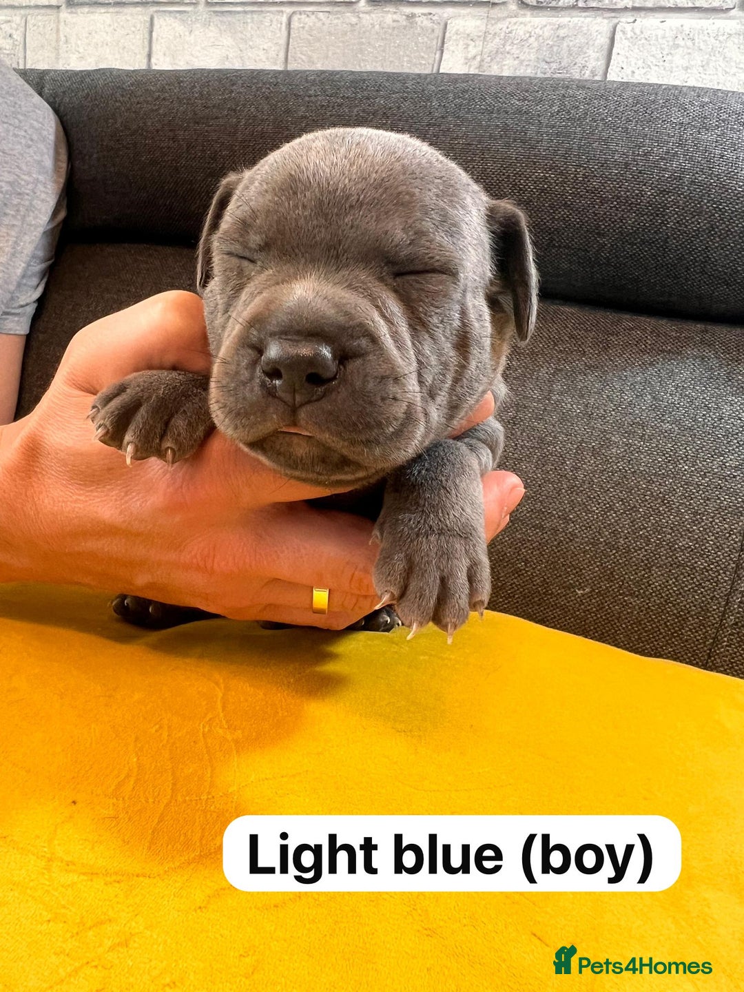 Staffordshire Bull Terrier dogs for sale:   Champion-KC.Reg.Blue Staffordshire Bull Terrier  - Image 30