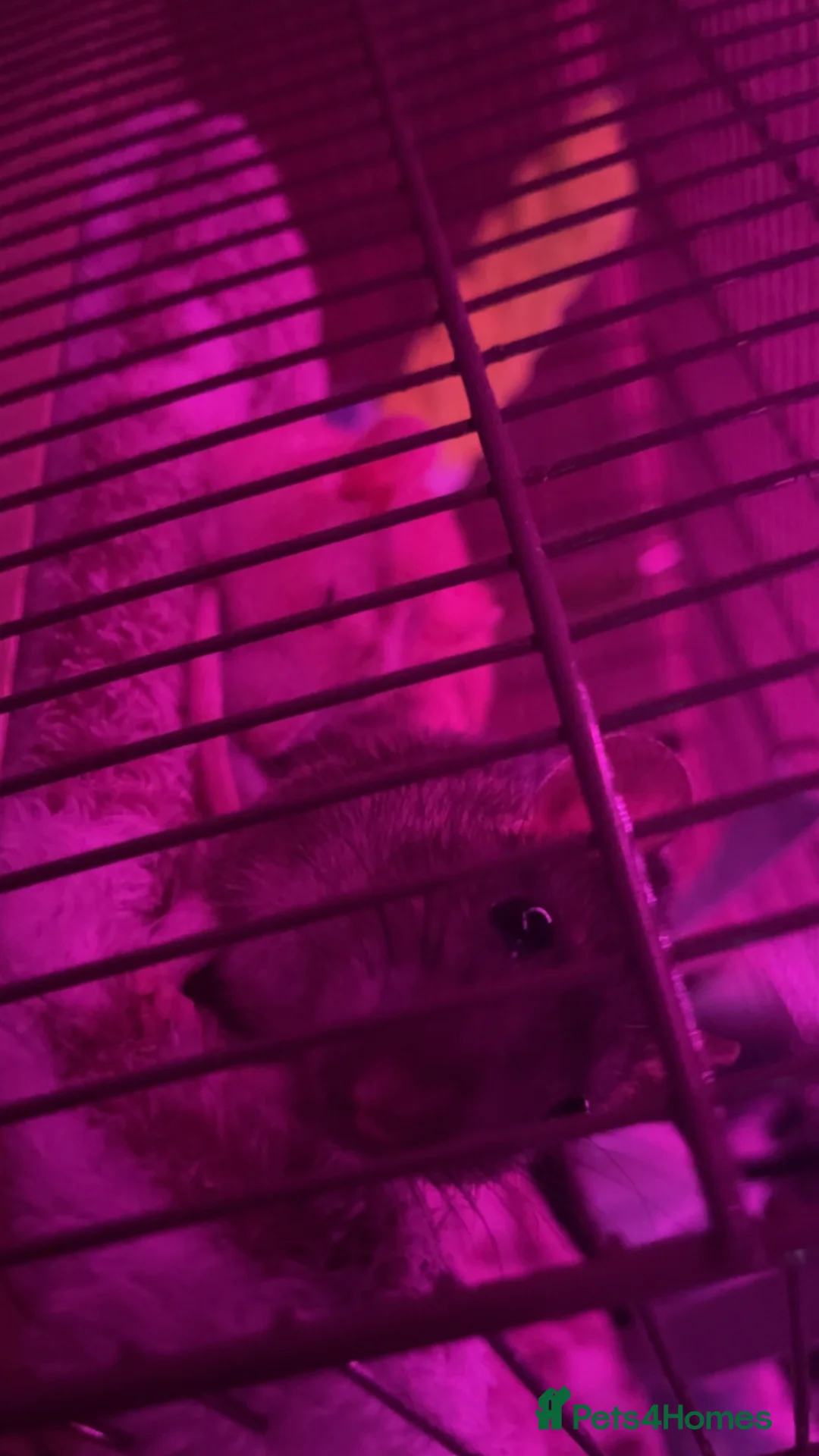 Rat rodents for sale: Tofu and ratatouille  in Newport - Advert 1