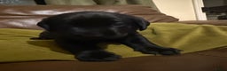 Labrador Retriever dogs for sale: Labrador puppies - Advert 14