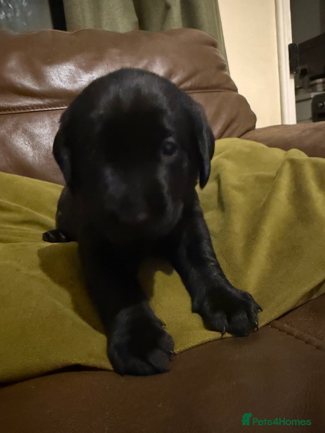 Labrador Retriever dogs for sale: Labrador puppies - Advert 14