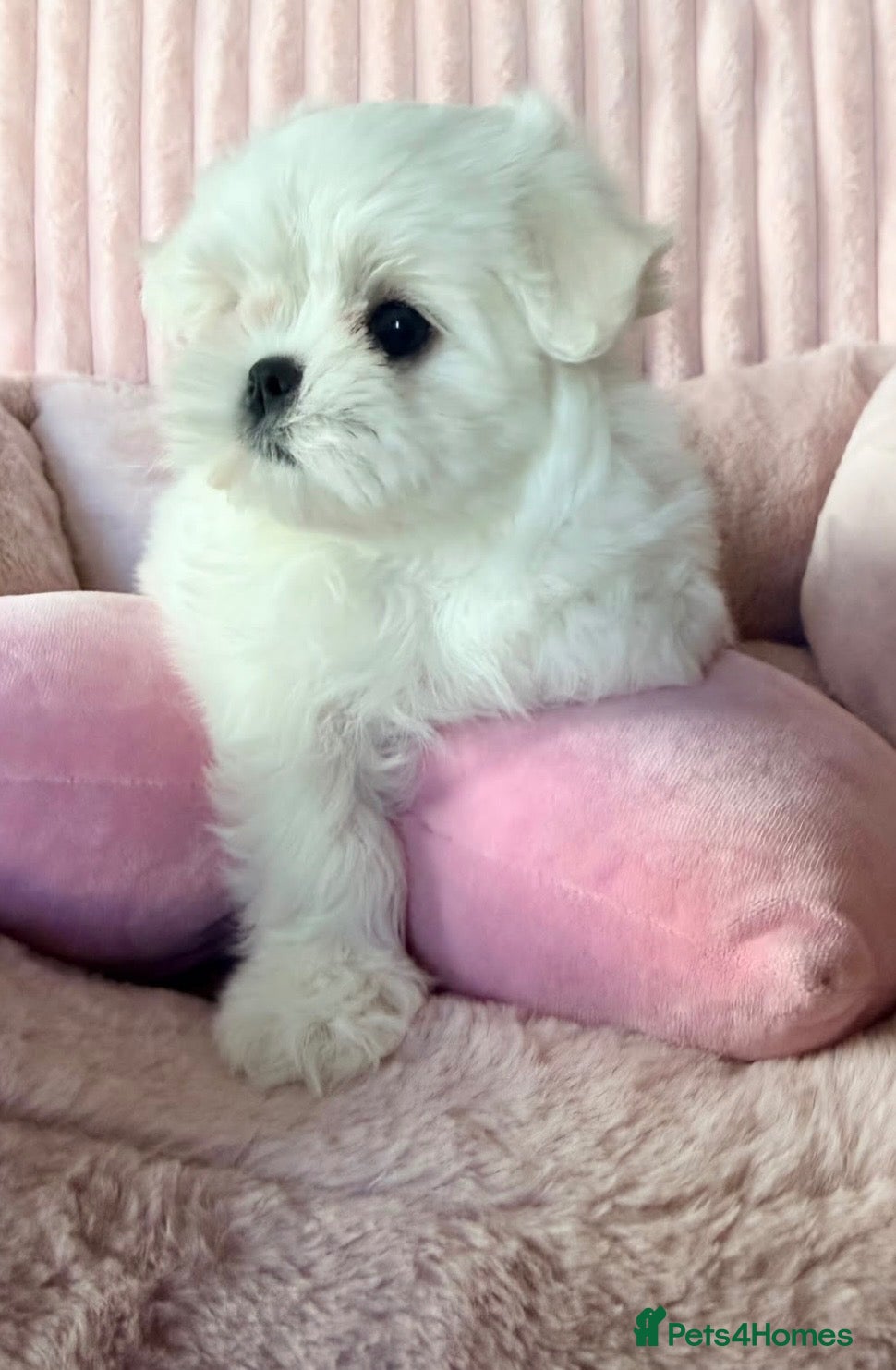 Maltese dogs Bambelina~ One Girl~Ready Now ~ Korean Maltese - Advert 1
